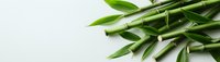 Fresh green bamboo stems and leaves arranged on white background, creating minimalist zen composition for wellness and spa concepts. Natural organic design element.