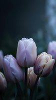 Soft purple tulips blooming in spring garden with blurred background for romantic floral designs and seasonal decorations.