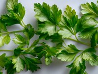 Fresh green parsley leaves arranged on white background, macro view showing detailed texture and natural pattern of aromatic culinary herb.