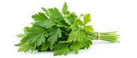 Fresh green parsley bunch tied with string on white background, isolated herb for cooking, garnish and culinary design projects.