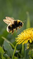 Fuzzy bumblebee collecting nectar from bright yellow dandelion flower in natural garden setting with soft green background for pollination concepts.