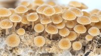 Delicate yellow mushrooms growing in cluster on decaying wood, macro photography showing detailed caps and stems in soft natural lighting. Nature study pattern.