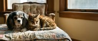 Cocker spaniel dog and orange tabby cat resting together on vintage quilt in sunlit bedroom. Domestic pets friendship and companionship at home interior.