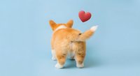 Adorable orange tabby cat sitting with back turned showing fluffy tail on light blue background with floating red heart above for pet love concepts.