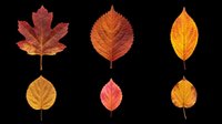 Autumn leaves collection featuring six isolated fall foliage designs in red, orange, and yellow tones. Ready for t-shirt designs, clipart, stickers, sublimation, and print-on-demand projects on transparent background.