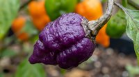 Purple wrinkled chili pepper growing on plant with colorful vegetables in background. Organic hot spice ingredient for cooking and culinary preparations.
