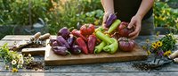 Fresh colorful bell peppers on wooden cutting board with hands preparing vegetables for healthy cooking and meal preparation in garden setting.