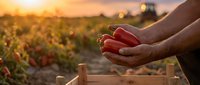 Farmer hands holding fresh ripe tomatoes at sunset in organic vegetable garden with golden light creating warm agricultural harvest scene.