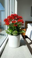 Red kalanchoe flowering plant in white ceramic pot on sunny windowsill with bedroom interior background, ideal for home decor and interior design projects.