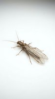 Isolated brown insect with delicate wings and long antennae on white background, suitable for educational materials, nature designs, and scientific illustrations.