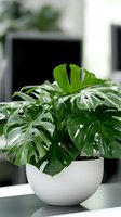 Lush Monstera deliciosa plant with split leaves growing in modern white ceramic pot, natural light creating depth and shadows on glossy foliage. Interior decor setting.