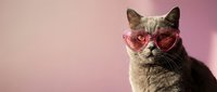 Cool gray tabby cat wearing heart-shaped pink sunglasses on soft pink background for Valentine's Day greeting cards and romantic pet photography.