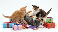 Young ginger and tabby kittens playing with colorful wrapped gift boxes and festive ribbons on white background, perfect for holiday greeting cards and seasonal marketing materials.