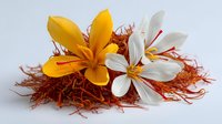 Yellow and white saffron flowers on dried red saffron threads against white background, showcasing culinary spice ingredients for gourmet cooking.