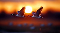 Canada geese flying against dramatic orange sunset sky, silhouetted birds in motion with sun creating backlit effect during migration season at dusk.