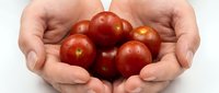 Fresh ripe red tomatoes cupped in protective hands on white background. Organic harvest vegetables for healthy cooking and nutrition concepts.