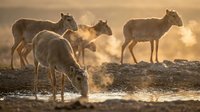 Sheep flock drinking water at golden hour sunset with warm backlighting creating atmospheric dust and peaceful pastoral farm scene for agriculture concepts.