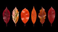 Autumn leaves collection in red, orange, and burgundy tones isolated on transparent background, ready for t-shirt design, clipart, stickers, sublimation, and print-on-demand projects.