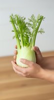 Fresh fennel bulb with green fronds held in hands against neutral background. Suitable for cooking, healthy eating, organic produce, and culinary content.