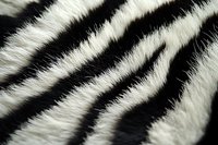 Close-up of zebra fur texture showing distinctive black and white striped pattern, useful for wildlife, nature, and animal-themed designs.