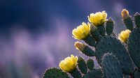 Prickly pear cactus with bright yellow blooms against purple sky background. Desert plant flowering in natural outdoor environment for botanical content.