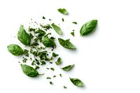 Fresh basil leaves scattered and chopped on white background, aromatic herbs composition for cooking and garnishing food. Isolated with copy space.