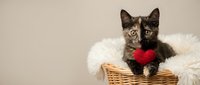 Adorable tabby kitten sitting in wicker basket with red knitted heart, perfect for Valentine's Day cards, pet adoption campaigns, and romantic greeting designs.