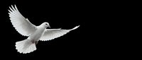 White dove flying with outstretched wings against black background symbolizing peace, freedom and spirituality for religious and conceptual designs.