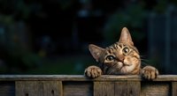 Adorable orange tabby kitten peeking over wooden fence with curious expression and bright eyes in outdoor garden setting for pet and animal content.