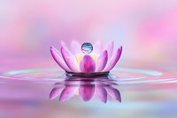 Delicate water drop balanced on pink lotus flower petal with reflection in calm water surface, creating serene zen atmosphere in soft pastel colors.