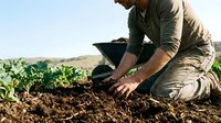 Farmer in khaki work clothes examining soil quality in vegetable field, checking earth composition for crop cultivation and agricultural planning.