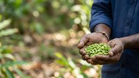 Farmer holding fresh green beans in hands at harvest time in agricultural field with blurred crops background.