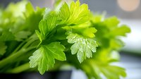 Fresh parsley leaves with water drops in macro view, vibrant green herb showing detailed texture and natural moisture on crisp foliage.