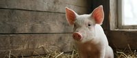Young pink piglet standing in straw bedding inside rustic wooden barn, looking toward camera with alert expression, suitable for agriculture and farming content.
