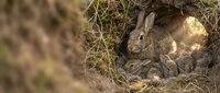 Wild rabbit family with babies nestled in natural grass burrow habitat during golden hour lighting for wildlife photography and nature documentation.