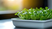 Fresh microgreens growing in white container on windowsill, young green sprouts with heart-shaped leaves in natural sunlight for healthy eating.
