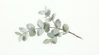 Watercolor eucalyptus branch with silvery-green oval leaves on isolated white background, suitable for botanical designs, wedding invitations, and decorative projects.