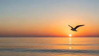 Seagull flying over calm ocean waters during golden sunset with warm orange and pink sky colors reflecting on water surface creating peaceful seascape scene.