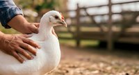 White duck held in farmer's hands at rural farm with wooden fence and green pasture background. Poultry care and livestock farming concept.