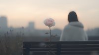 Solitary woman on bench with pink rose against misty urban skyline at dawn, creating atmospheric mood of contemplation and solitude.