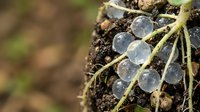 Translucent spherical eggs clustered on a moss-covered branch with soil, depicting early stage insect or amphibian reproduction in natural woodland habitat.