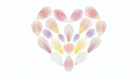 Delicate flower petals arranged in heart shape on white background. Romantic floral design for wedding invitations, Valentine's Day cards and love themes.