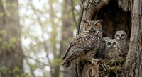 Great horned owl family with mother and two fluffy owlets perched in natural tree hollow nest cavity during spring nesting season in forest habitat.