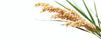 Golden ripe wheat ears with green leaves isolated on white background, ready for agricultural and food industry designs and layouts.