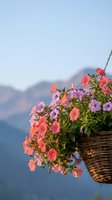 Hanging wicker basket with colorful petunias blooming against mountain landscape background for garden and outdoor decoration concepts.