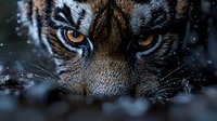 Close up view of intense tiger eyes with amber color glowing in dark background, snow falling creates mysterious winter atmosphere for wildlife photography.