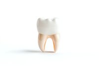 Anatomical model of molar tooth showing crown and root structure isolated on white background for dental education and healthcare visualization.