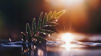 Delicate fern leaf floating on water surface with sunlight creating magical bokeh reflections and sparkles in tranquil nature scene at golden hour.