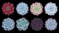 Colorful succulent plants collection, top view, isolated on transparent background. Great for t-shirt design, stickers, clipart, sublimation, and print on demand projects.