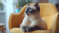Siamese cat with blue eyes sitting gracefully on yellow armchair, looking up with curiosity against blurred home interior background. Pet portrait in natural light.